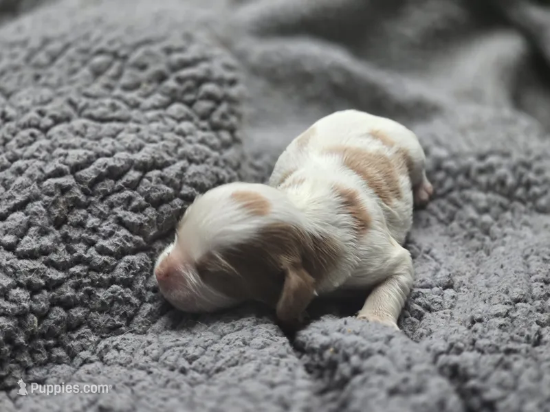 Grace – Cavalier King Charles Spaniel puppy for sale in Clinton, NC