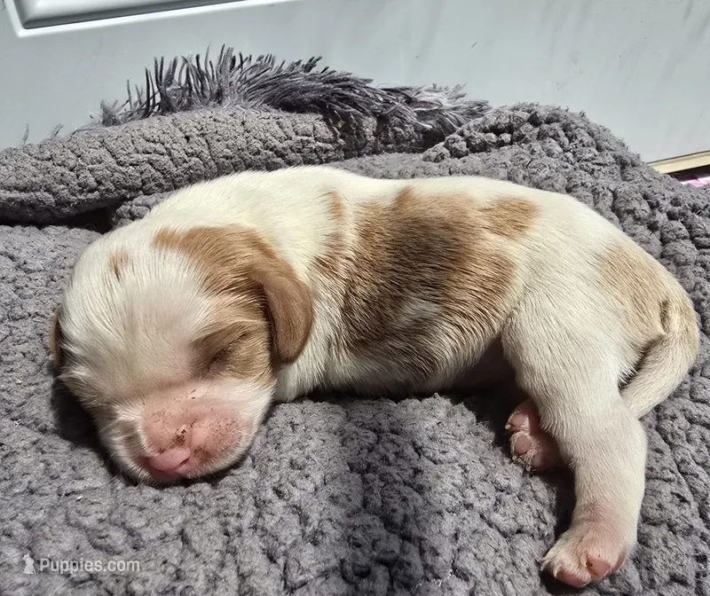 Max – Cavalier King Charles Spaniel puppy for sale in Clinton, NC
