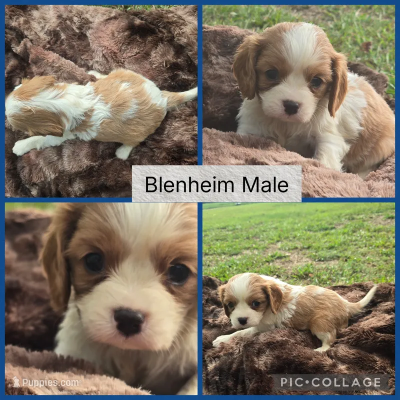  AKC Max – Cavalier King Charles Spaniel puppy for sale in Clinton, NC