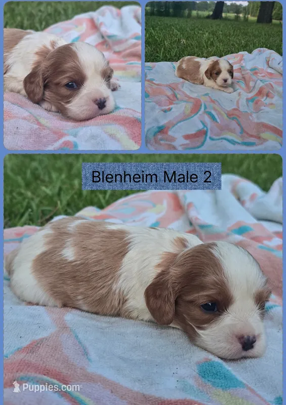 Max – Cavalier King Charles Spaniel puppy for sale in Clinton, NC