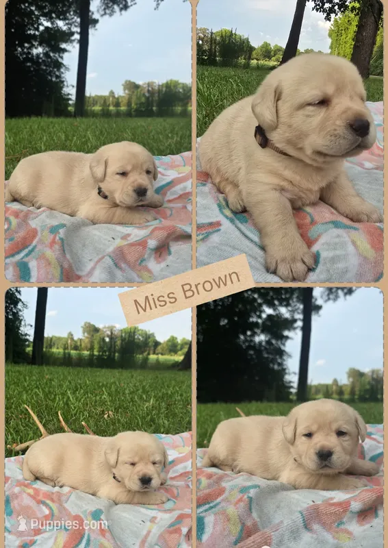 Bella ** AKC English Lab** – Labrador Retriever puppy for sale in Clinton, NC