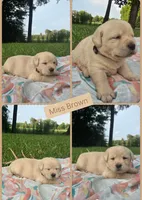 Bella ** AKC English Lab**, a female Labrador Retriever for sale in Clinton, NC – 1 of 3