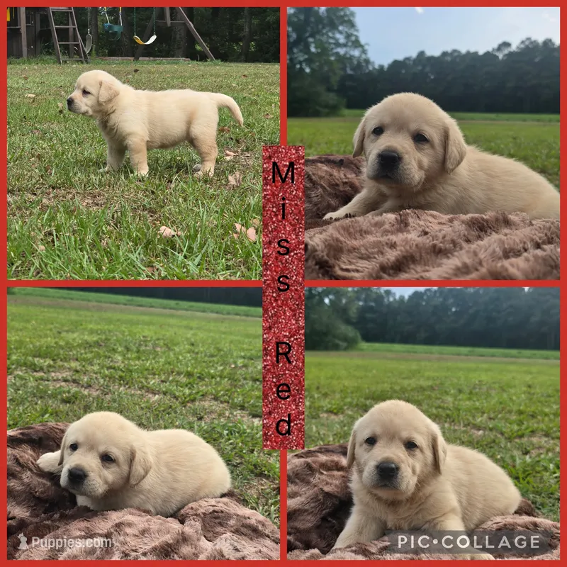 RUBY** AKC English Lab – Labrador Retriever puppy for sale in Clinton, NC