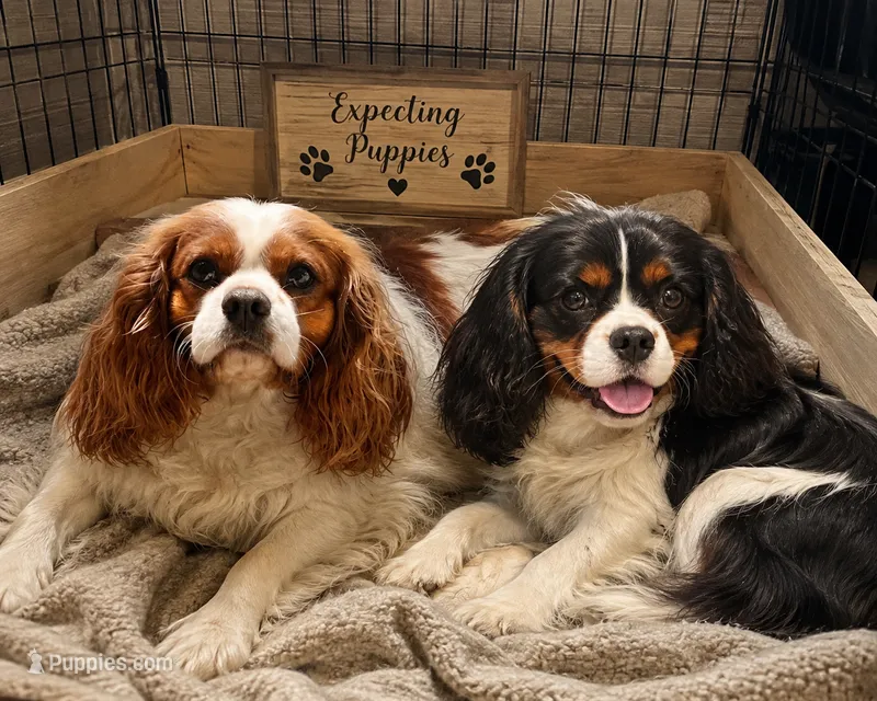 Summer litter – Cavalier King Charles Spaniel puppy for sale in Clinton, NC