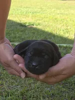 Bella, a female Labrador Retriever for sale in Clinton, NC – 2 of 5