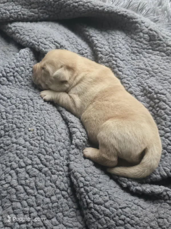 *Luke*-English Lab – Labrador Retriever puppy for sale in Clinton, NC