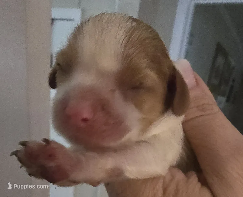 Max – Cavalier King Charles Spaniel puppy for sale in Clinton, NC