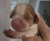 Max, a male Cavalier King Charles Spaniel for sale in Clinton, NC – 1 of 2