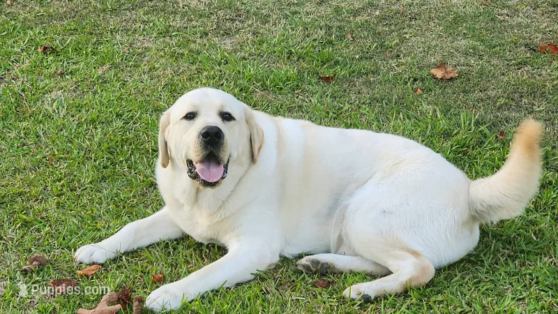 Hershey is Expecting , a  Labrador Retriever for sale in Clinton, NC – 1 of 3