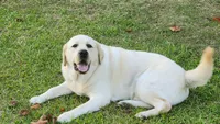 Hershey is Expecting , a  Labrador Retriever for sale in Clinton, NC – 1 of 3