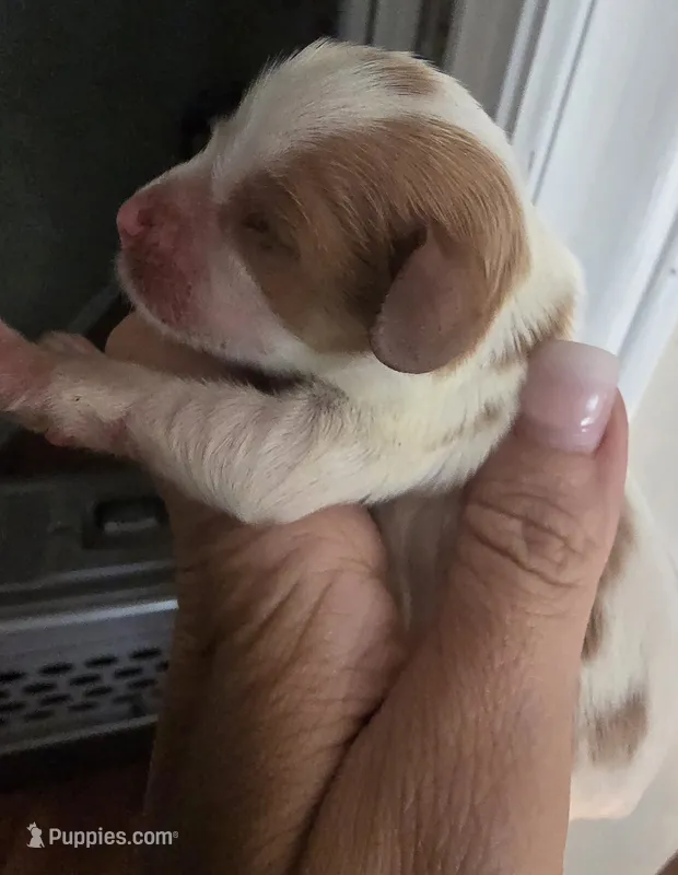 Grace – Cavalier King Charles Spaniel puppy for sale in Clinton, NC