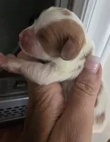Grace, a female Cavalier King Charles Spaniel for sale in Clinton, NC – 1 of 2