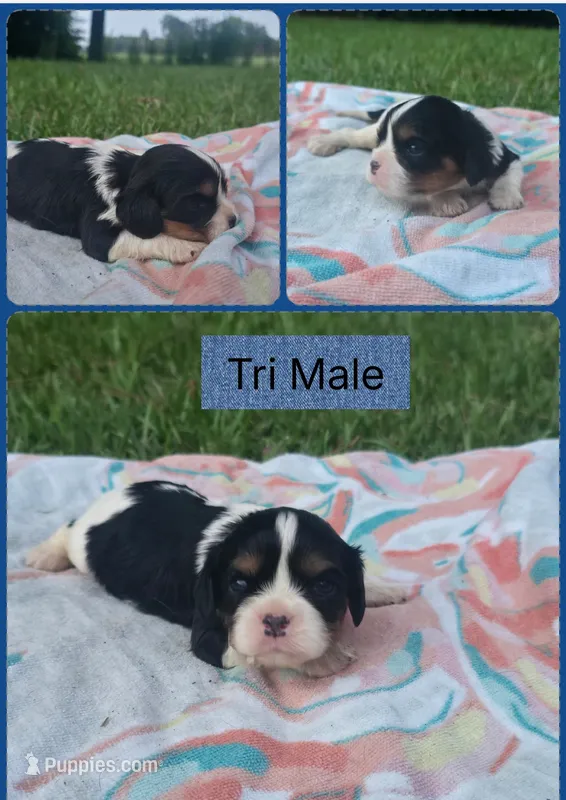 AkC Little Bit – Cavalier King Charles Spaniel puppy for sale in Clinton, NC