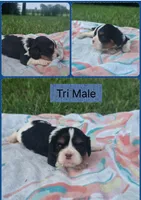 AkC Little Bit, a male Cavalier King Charles Spaniel for sale in Clinton, NC – 1 of 1