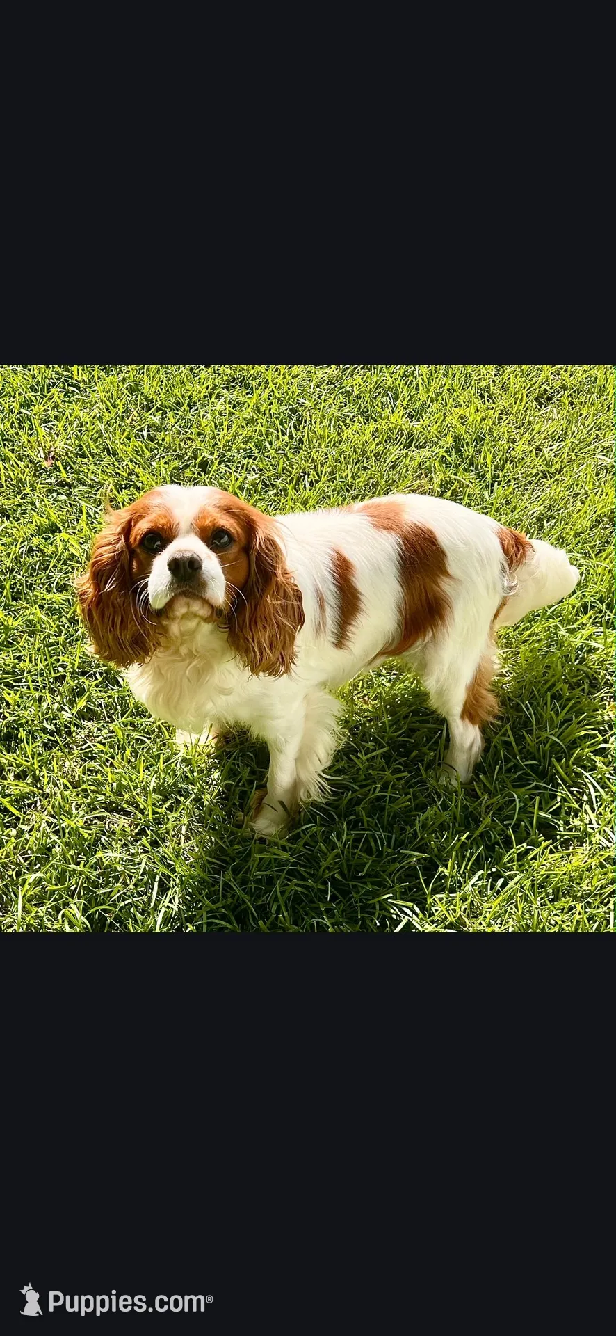 Calypso is expecting , a  Cavalier King Charles Spaniel for sale in Clinton, NC – 3 of 4