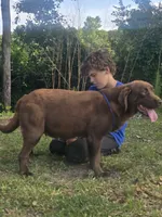 Hershey is Expecting , a  Labrador Retriever for sale in Clinton, NC – 3 of 3