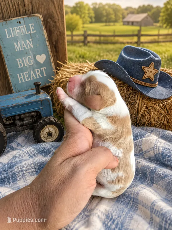Cowboy – Cavalier King Charles Spaniel puppy for sale in Clinton, NC