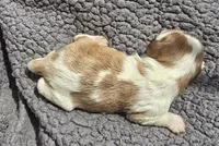 Copper, a male Cavalier King Charles Spaniel for sale in Clinton, NC – 2 of 2