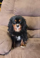 Izzy, a female Cavalier King Charles Spaniel for sale in Clinton, NC – Photo 2 of 2