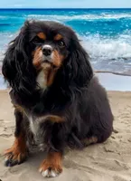 Izzy, a female Cavalier King Charles Spaniel for sale in Clinton, NC – Photo 1 of 2