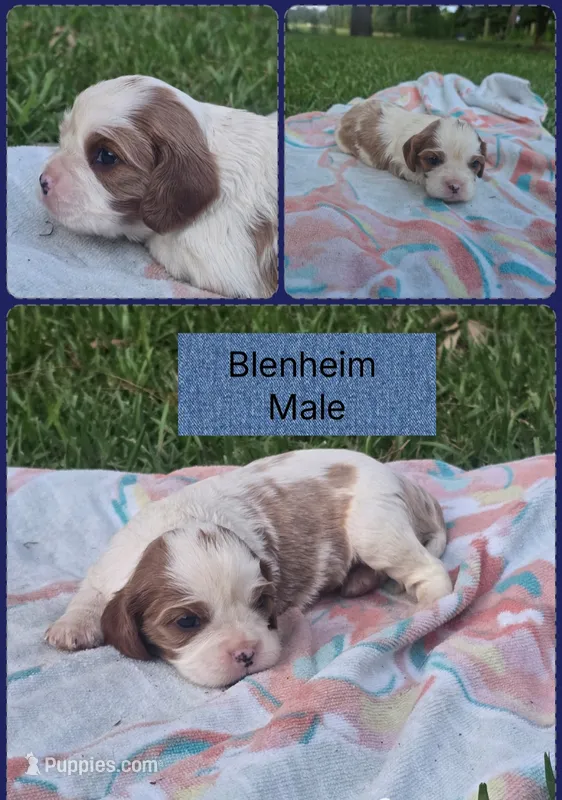 Copper – Cavalier King Charles Spaniel puppy for sale in Clinton, NC