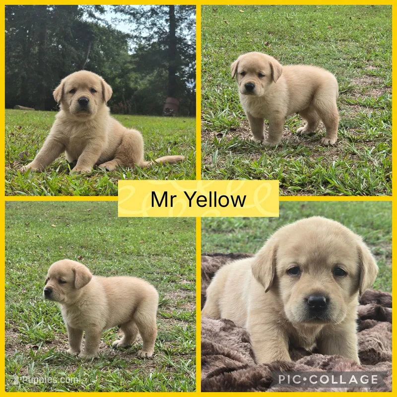 *Luke*- AKC English Lab – Labrador Retriever puppy for sale in Clinton, NC