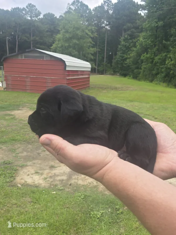 Bella – Labrador Retriever puppy for sale in Clinton, NC