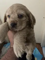 Junior , a female Cocker Spaniel for sale in Los Angeles, CA – Photo 2 of 2