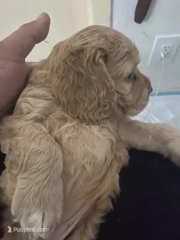 Junior  – Cocker Spaniel puppy for sale in Los Angeles, CA
