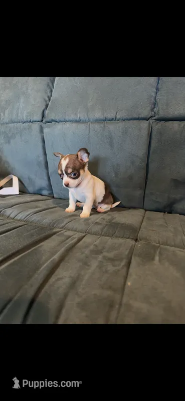 Teacups  – Chihuahua puppy for sale in Gainesville, FL