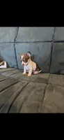 Teacups , a female Chihuahua for sale in Gainesville, FL – 1 of 1