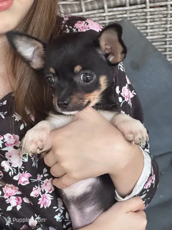 Teacup  – Chihuahua puppy for sale in Gainesville, FL