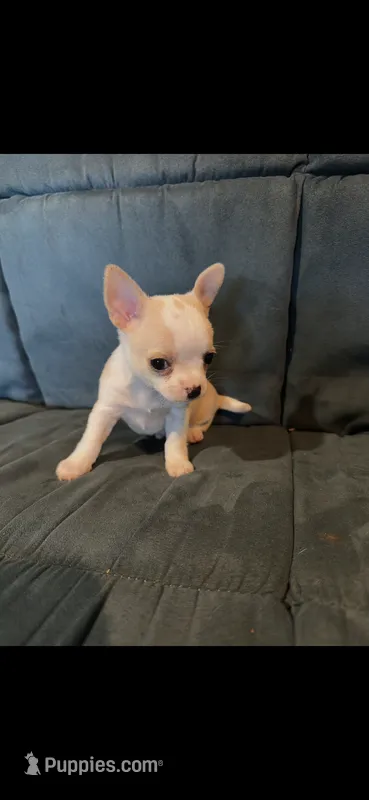 Teacup  – Chihuahua puppy for sale in Gainesville, FL