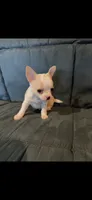 Teacup , a male Chihuahua for sale in Gainesville, FL – 1 of 1