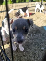 Lilian, a female Rat Terrier for sale in Belpre, OH – 7 of 7