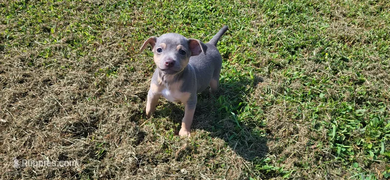 Koji *Updated photos* – Rat Terrier puppy for sale in Belpre, OH