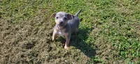 Koji *Updated photos*, a male Rat Terrier for sale in Belpre, OH – 1 of 8