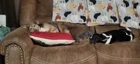 Koji, a male Rat Terrier for sale in Belpre, OH – 4 of 6