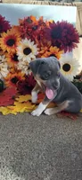 Soji, a male Rat Terrier for sale in Belpre, OH – 2 of 8