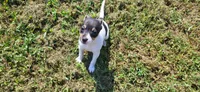 Tasha *Updated photos*, a female Rat Terrier for sale in Belpre, OH – 7 of 8