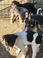 Tasha, a female Rat Terrier for sale in Belpre, OH – 2 of 3