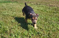 Meatball *Updated photos*, a female Rat Terrier for sale in Belpre, OH – 6 of 8