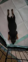 Meatball, a female Rat Terrier for sale in Belpre, OH – 3 of 6