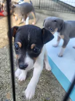 Tasha, a female Rat Terrier for sale in Belpre, OH – 3 of 3