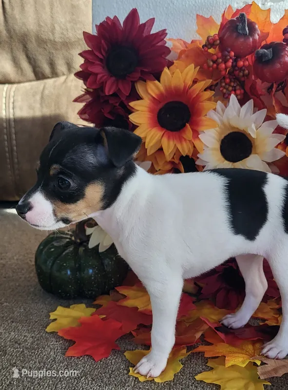 Tasha – Rat Terrier puppy for sale in Belpre, OH