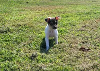 Dolly *Updated photos*, a female Rat Terrier for sale in Belpre, OH – 5 of 8
