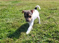 Dolly *Updated photos*, a female Rat Terrier for sale in Belpre, OH – 7 of 8