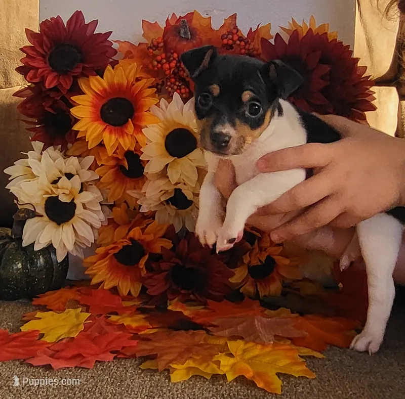 Karu – Rat Terrier puppy for sale in Belpre, OH