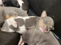 Lilian, a female Rat Terrier for sale in Belpre, OH – 2 of 7