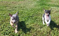 Karu *Updated photos*, a male Rat Terrier for sale in Belpre, OH – 8 of 8